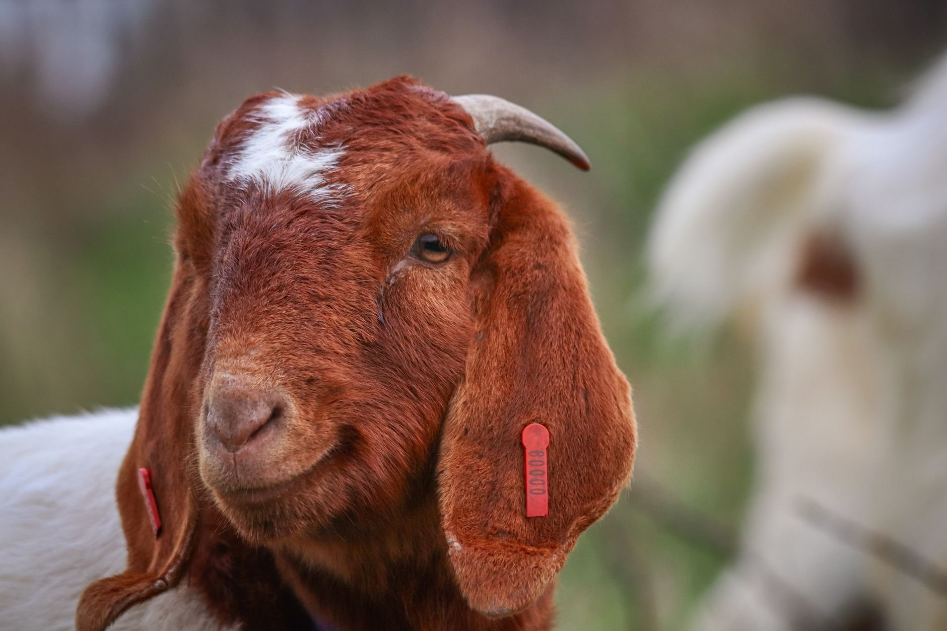 A Boer goat with a red ear tag — the kind of commercial breeding animal the Digest covers.