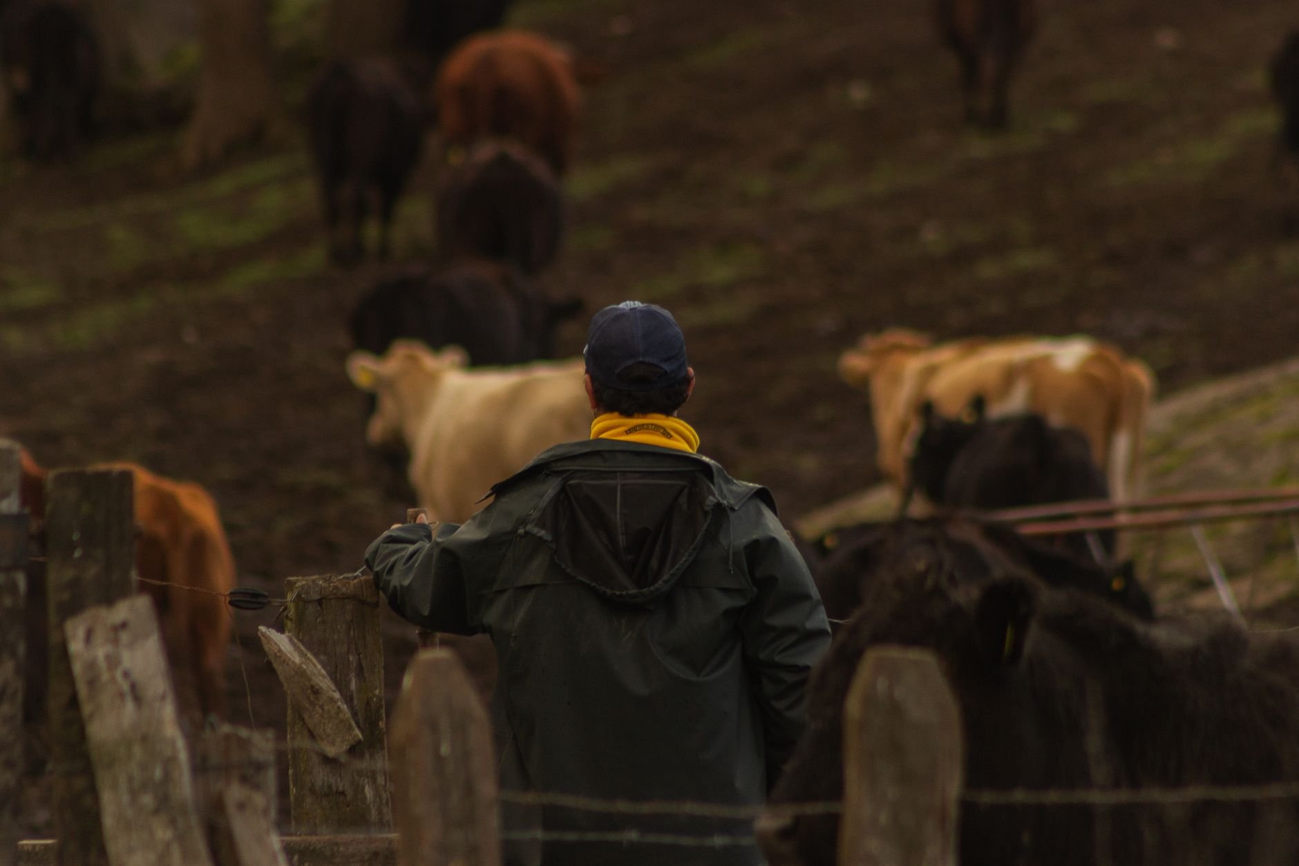 Rancher watching over a herd of goats on dry West Texas rangeland