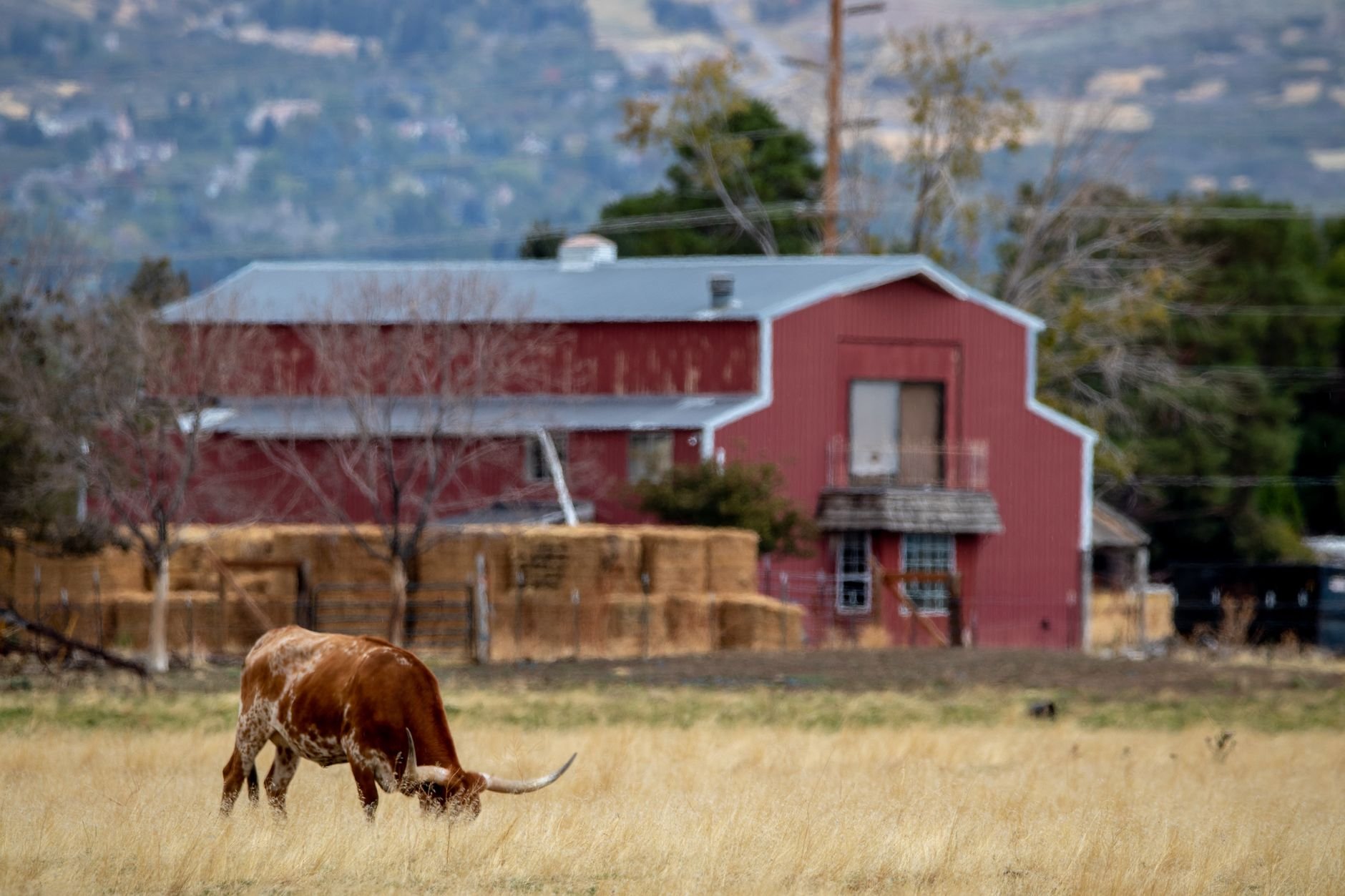 Longhorn cattle near a rustic red barn in rural Texas — regional livestock scene