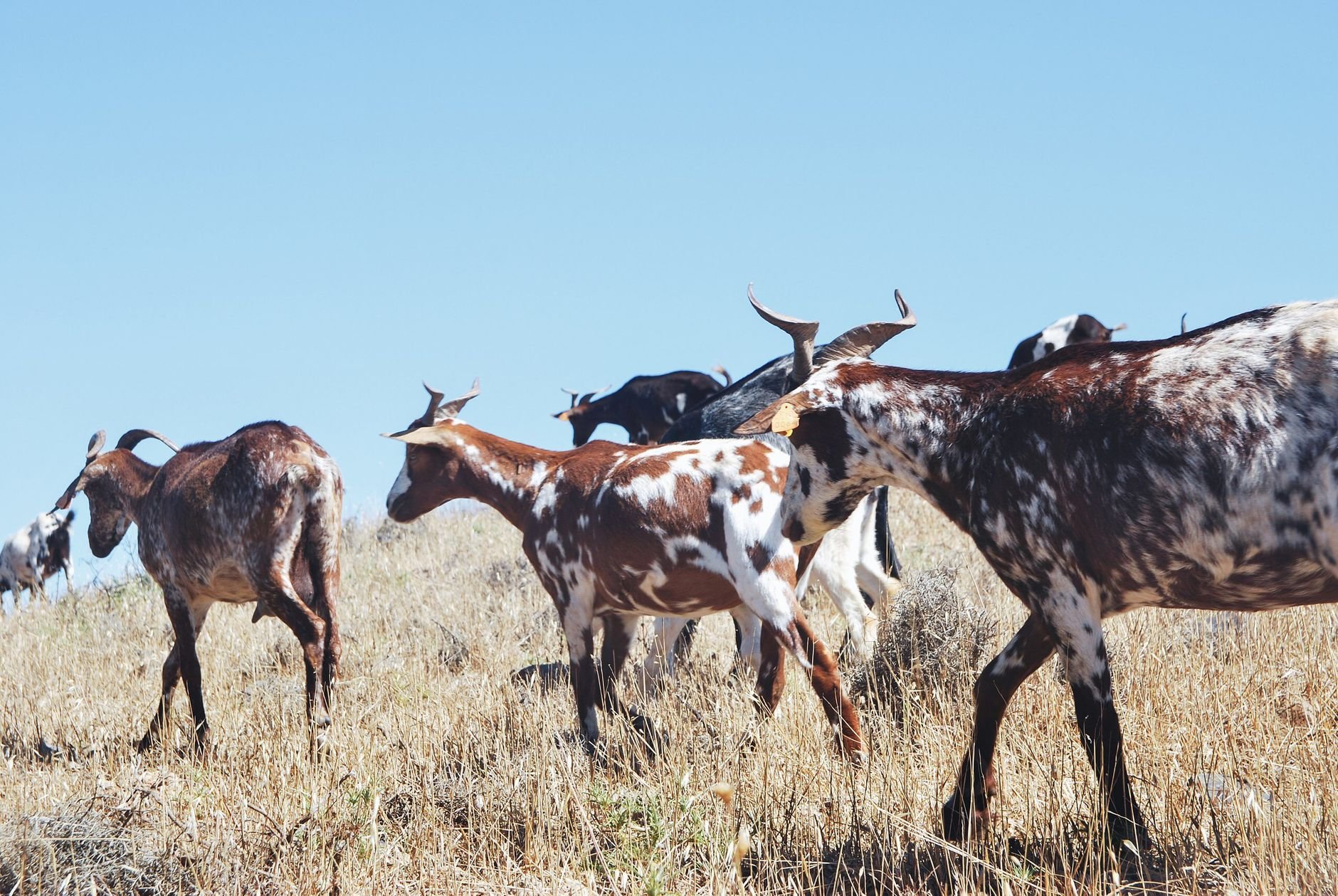 Herd of spotted goats grazing on dry West Texas rangeland under clear sky